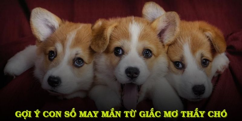 Gợi ý con số may mắn từ giấc mơ thấy chó